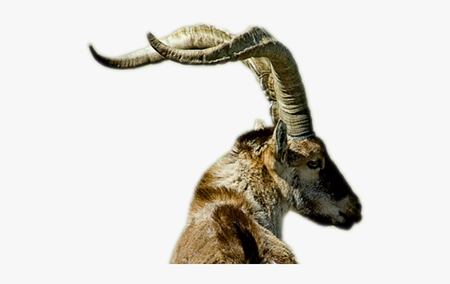 Ibex Png Pluspng - Spanish Ibex Png, Transparent Clipart