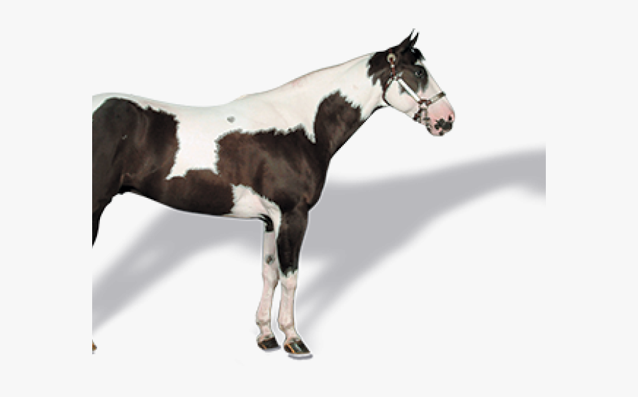Paint Horse Coat Color, Transparent Clipart