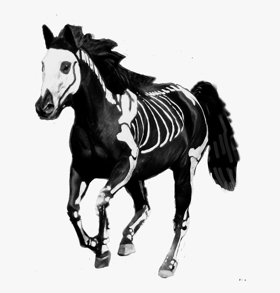 #paint #horse #skeleton - Mane, Transparent Clipart