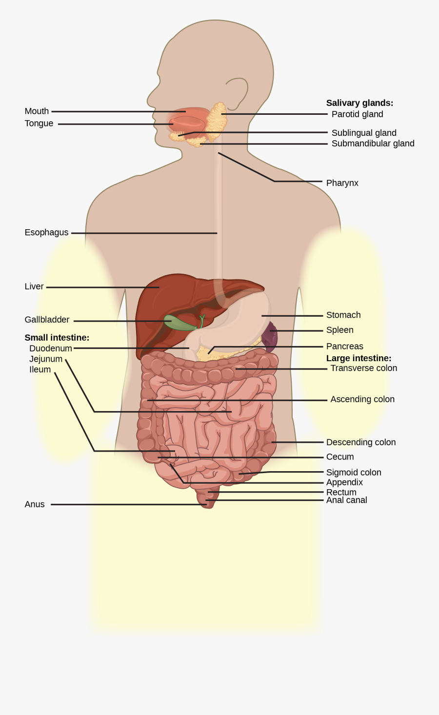 Illustration Shows The Human Lower Digestive System, - Digestive System Human Gizzard, Transparent Clipart