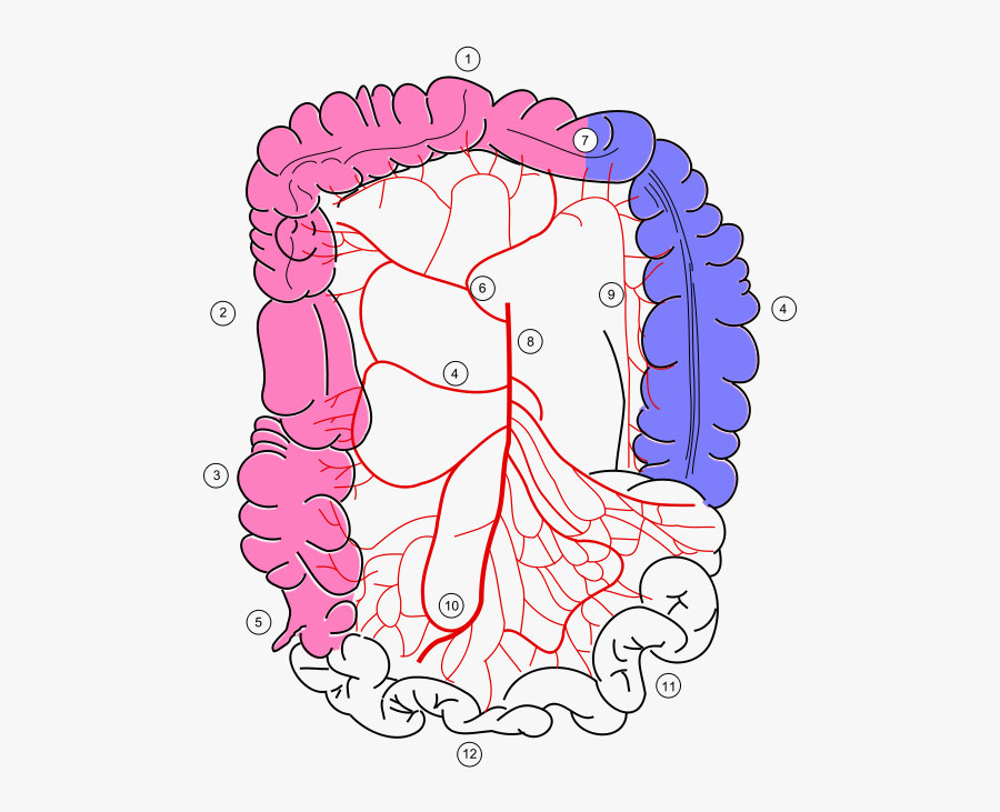 Superior Mesenteric Artery Mice, Transparent Clipart