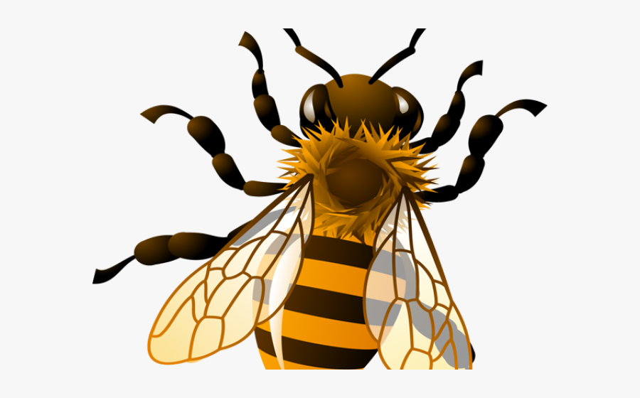 Bees Clipart Four - Realistic Honey Bee Clipart, Transparent Clipart