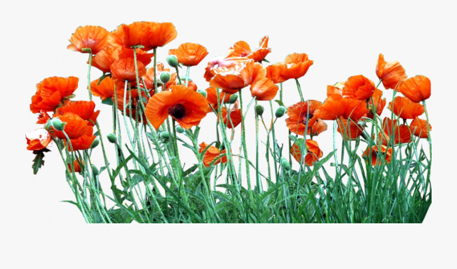 Poppy Field Png - Poppies Png, Transparent Clipart