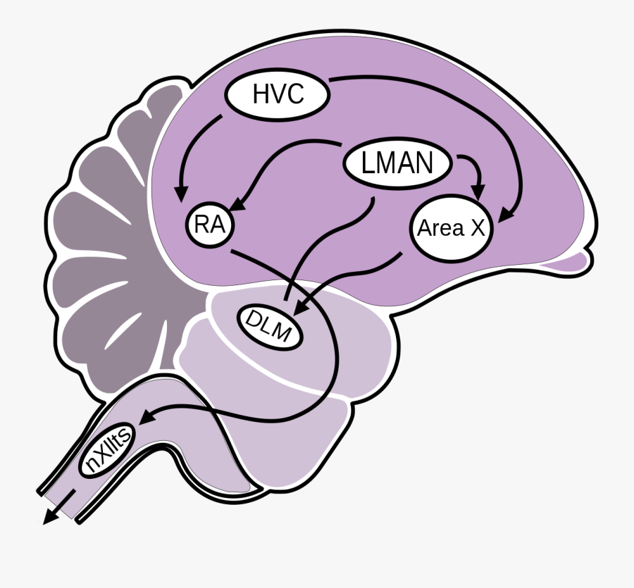 Male Zebra Finch Brain, Transparent Clipart