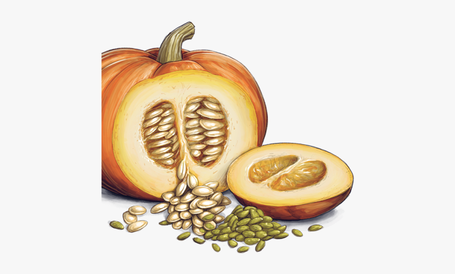 Clip Art Image Freeuse Download - Pumpkin Seeds Clipart, Transparent Clipart