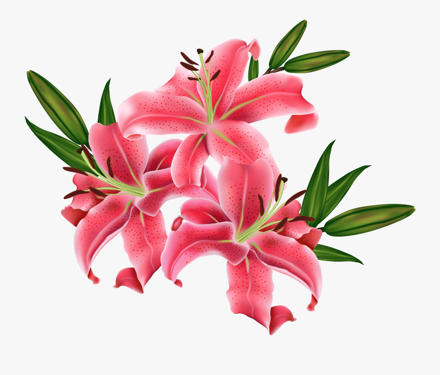 Pink Lily Cliparts Png - Pink Lily Flower Png, Transparent Clipart
