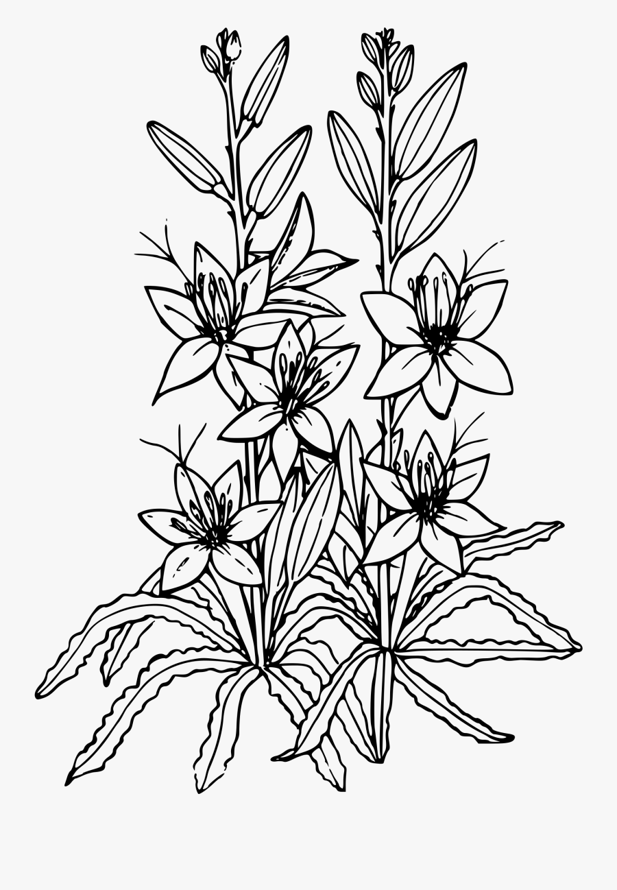 Desert Big Image Png - Desert Willow Flower Drawing, Transparent Clipart
