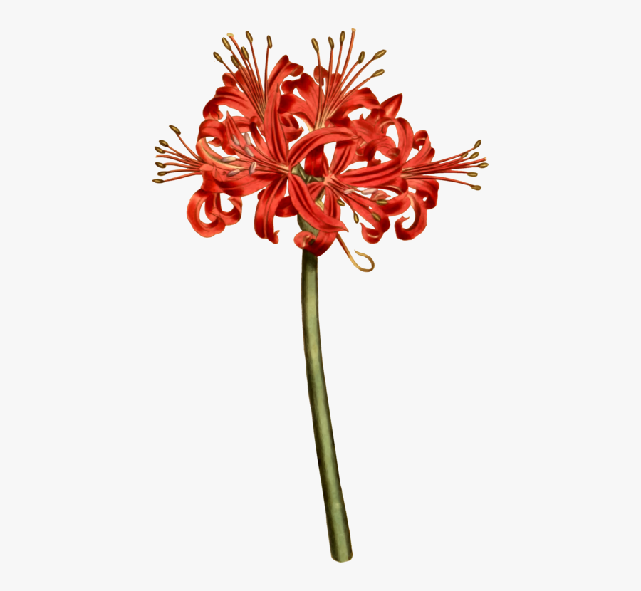 Spider Lily Clip Art, Transparent Clipart