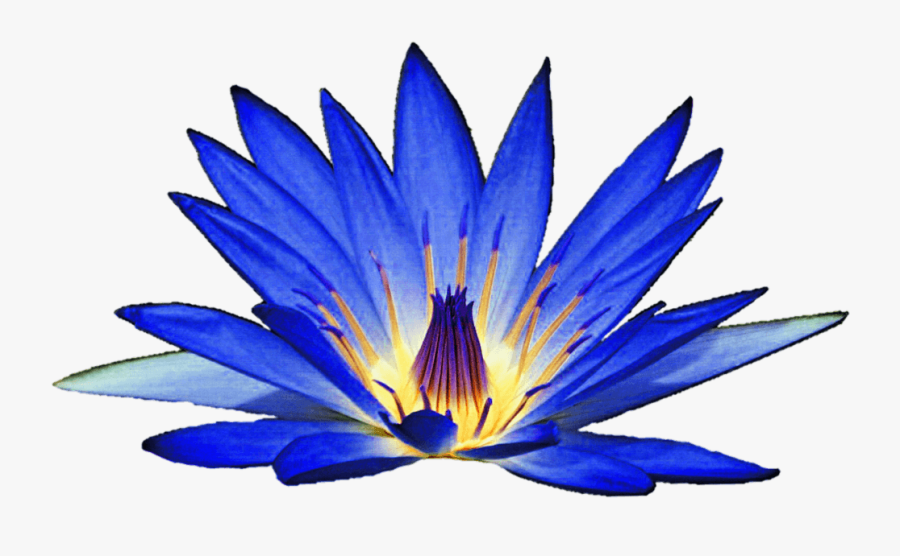 Blue Water Lily Flower Clipart - Blue Water Lily Png, Transparent Clipart