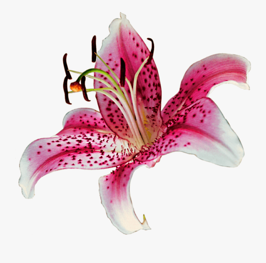 Stargazer Lily Clipart - Pink Tiger Lily Clipart, Transparent Clipart
