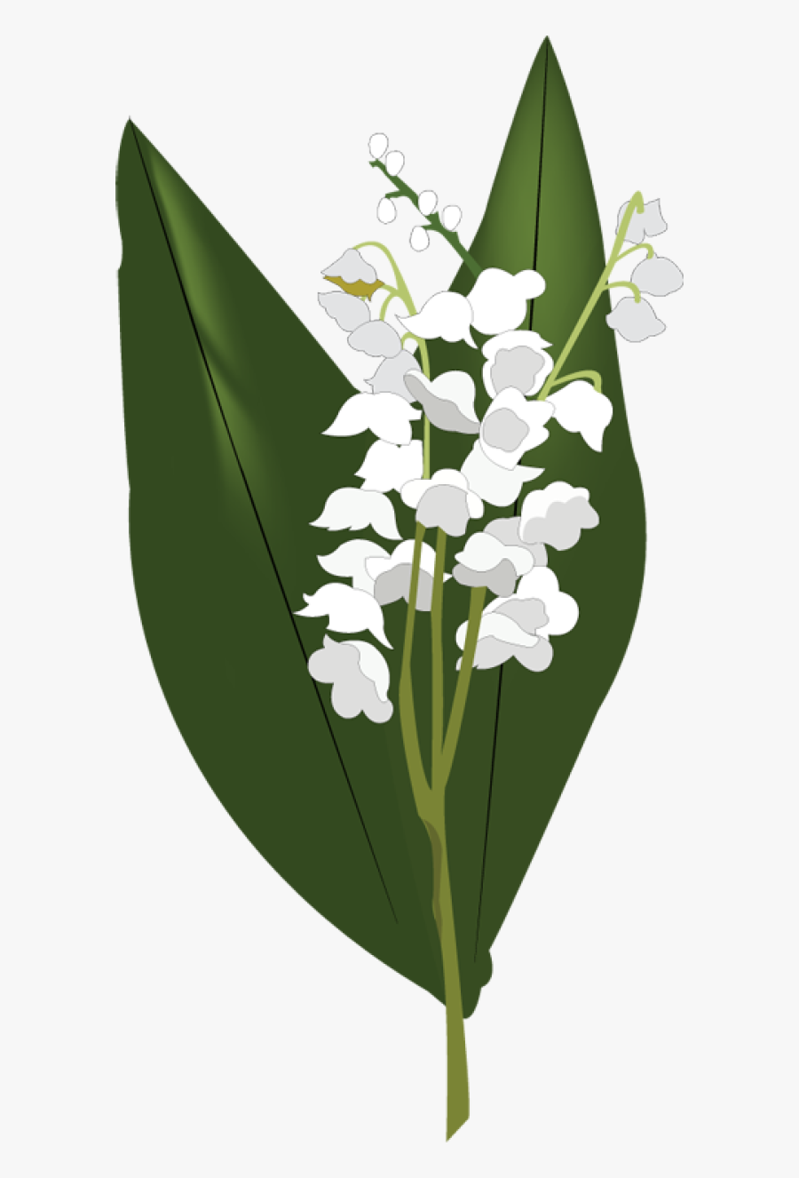 Lilies Of The Valley Clipart, Transparent Clipart
