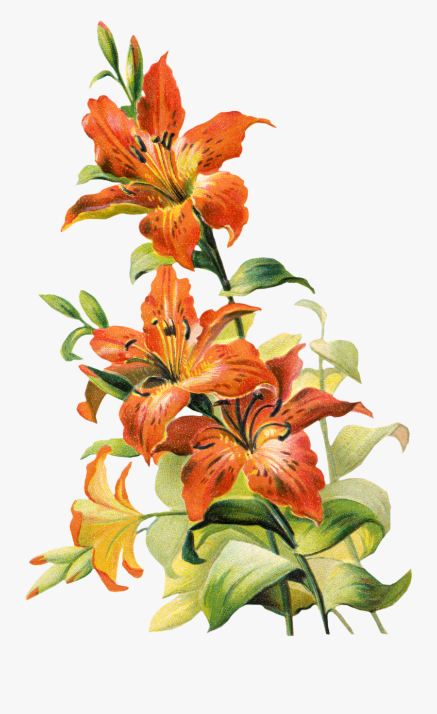 Clip Art Free Vintage Flower Ephemera - Tiger Lily Clip Art, Transparent Clipart