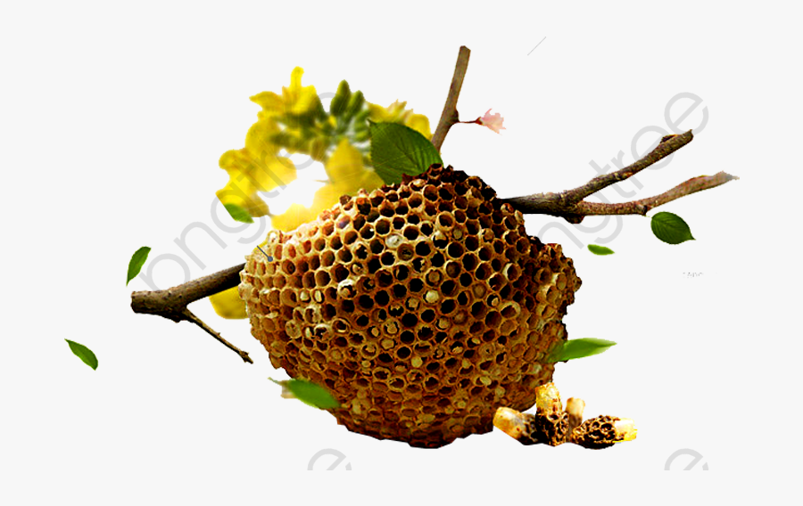 Honeycomb Bee - Abeja En Su Panal, Transparent Clipart