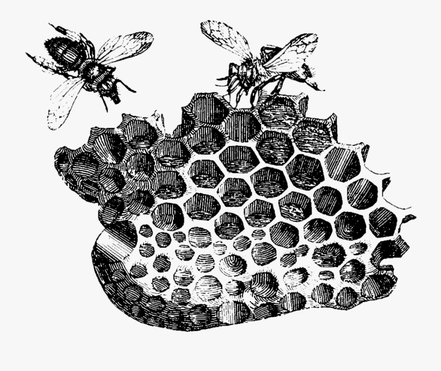 Honeycomb And Bee Drawings, Transparent Clipart