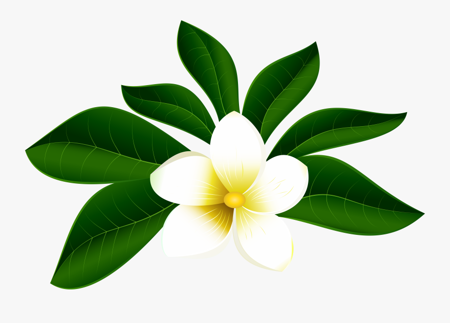 Transparent Hawaiian Flower Clipart - Tropical Flower Clipart Png, Transparent Clipart