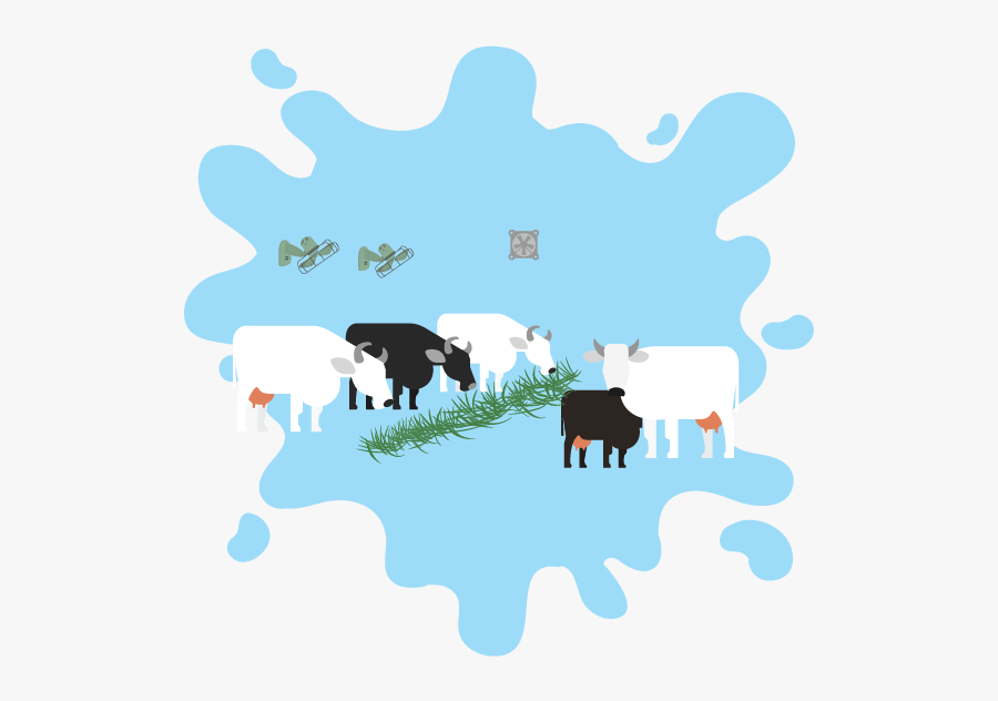 Quality Milk From Well-treated Cows - Dairy Cow, Transparent Clipart
