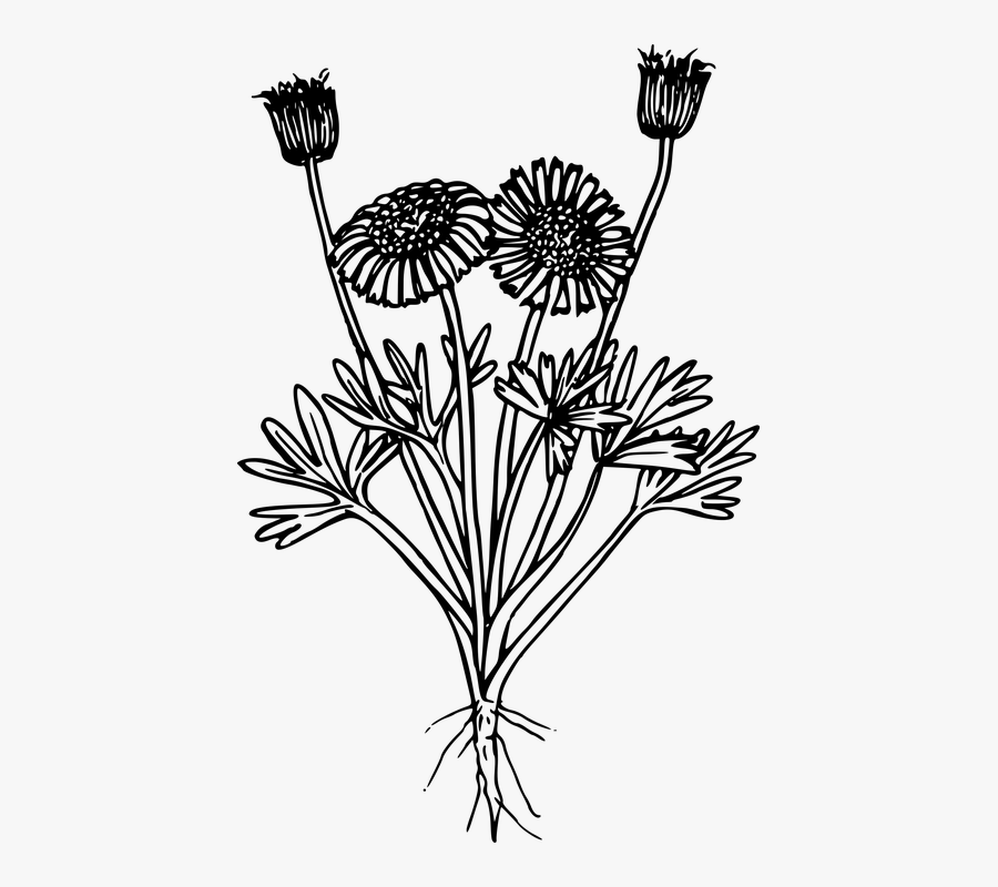 Stem,dandelion,flowering Plant,black And White,coloring - Png Wild Flower, Transparent Clipart