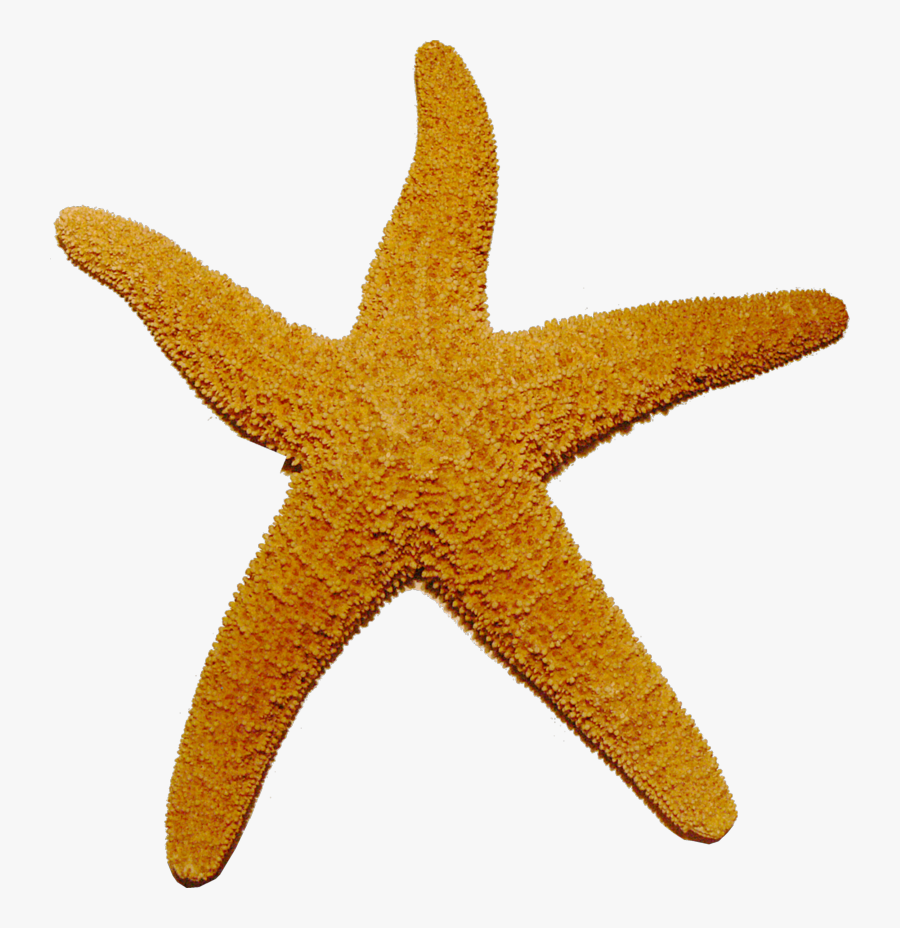 Free Starfish Png Transparent Images, Download Free - Starfish Transparent, Transparent Clipart