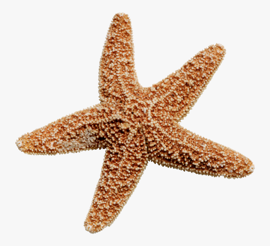 Starfish Png, Transparent Clipart