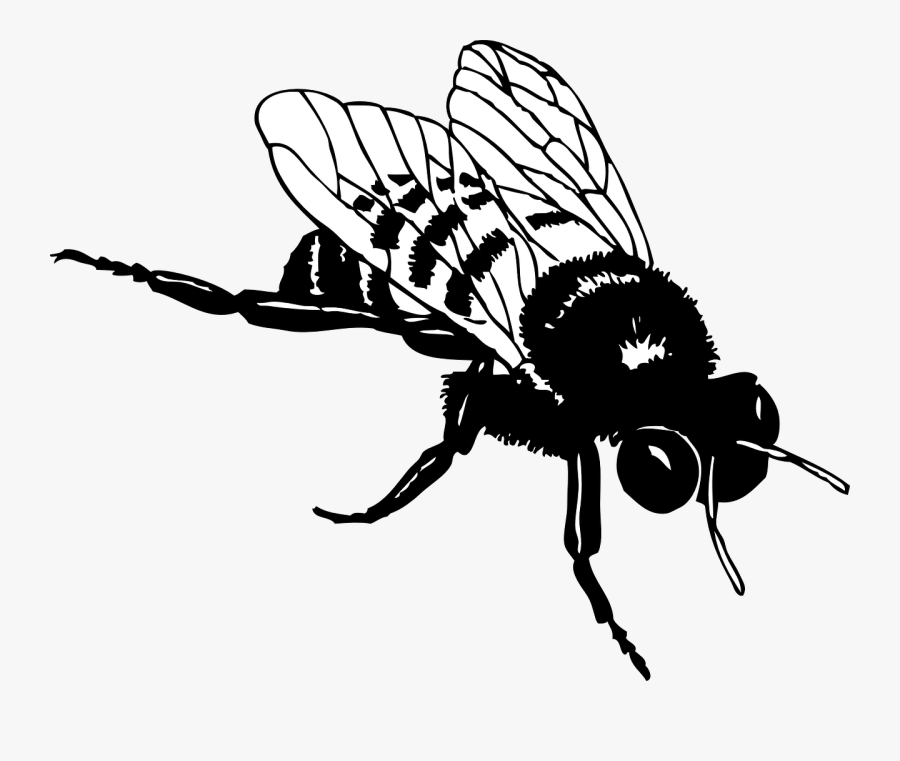 Net » Clip Art » Bumble Bee Black White Line Art Svg - Bee Clip Art Black And White, Transparent Clipart