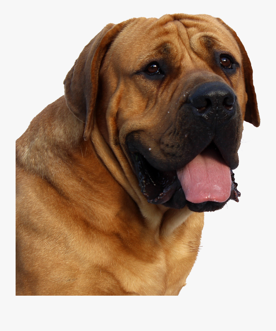 English-mastiff - Png Format Dog Png, Transparent Clipart