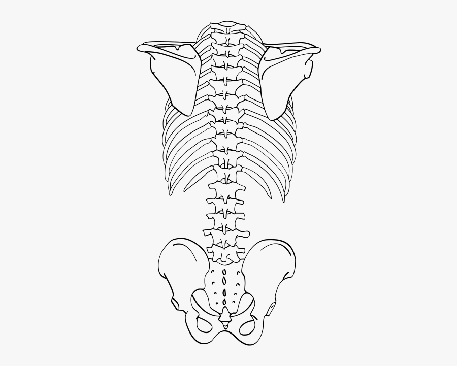 Skeleton Drawing Back - Back Of A Skeleton Drawing, Transparent Clipart