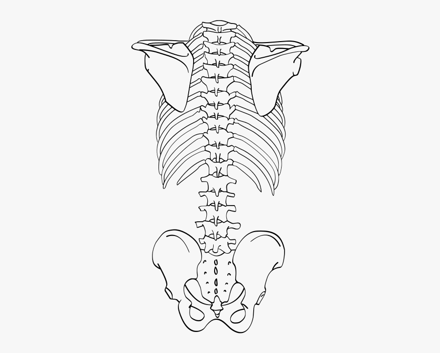 Skeleton Drawing Back - Back Of A Skeleton Drawing , Free Transparent ...