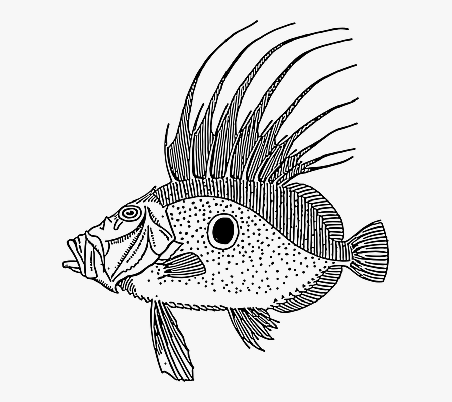 Large, Fish, Swimming, Scales, Spike, Spot, Species - John Dory Fish Vector, Transparent Clipart