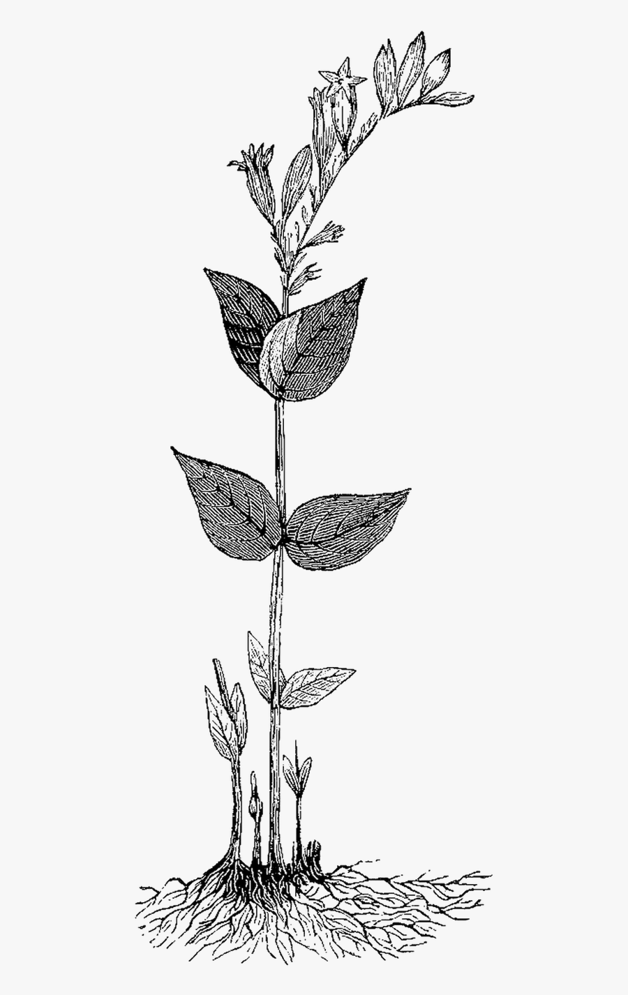 Lime Drawing Botanical - Rosa Glauca, Transparent Clipart