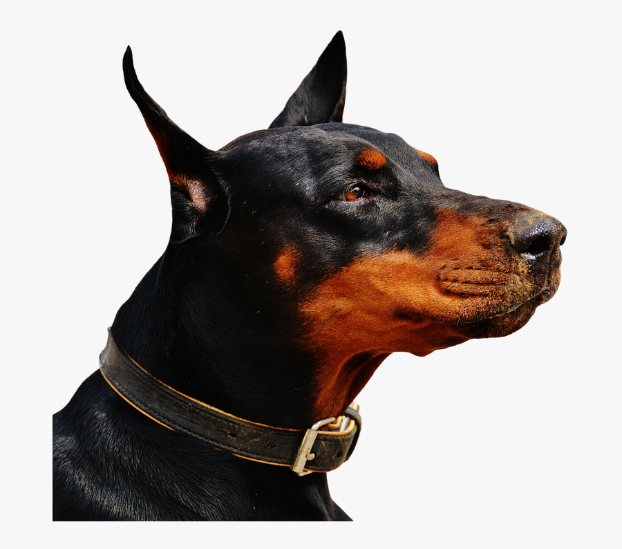 Doberman Png 7 » Png Image - Hom Security Best Dog, Transparent Clipart