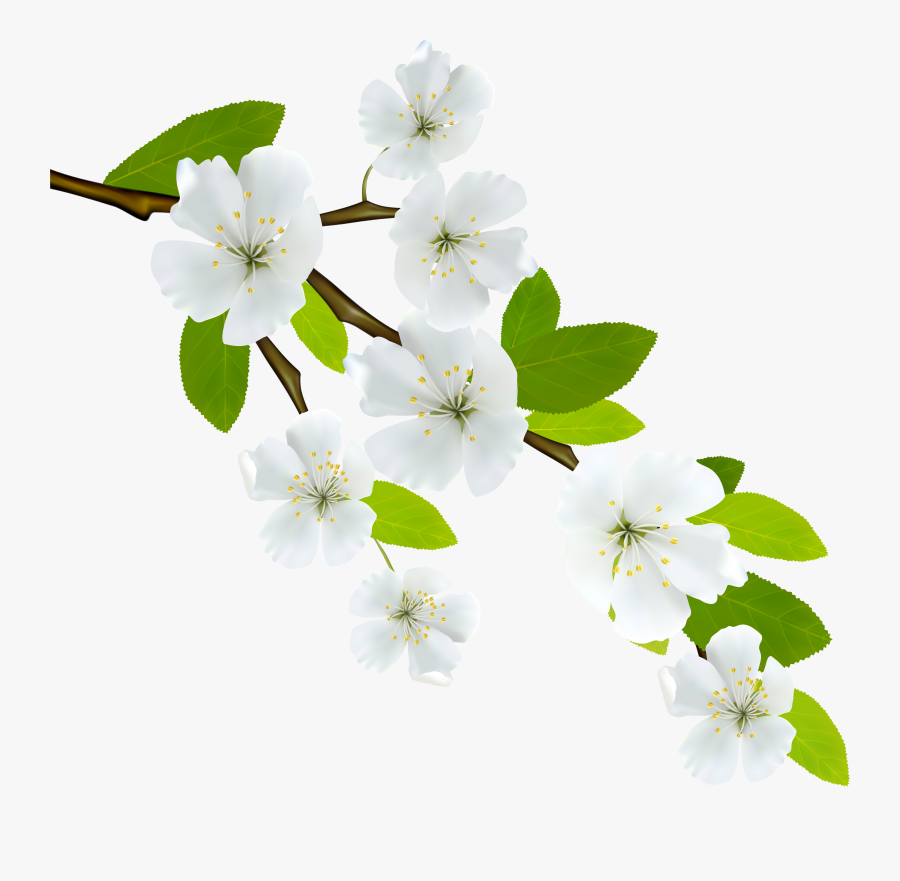 Flowering Dogwood Branch Clip Art, Transparent Clipart