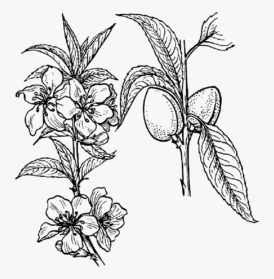 Dogwood Drawing - Plant Clip Art, Transparent Clipart