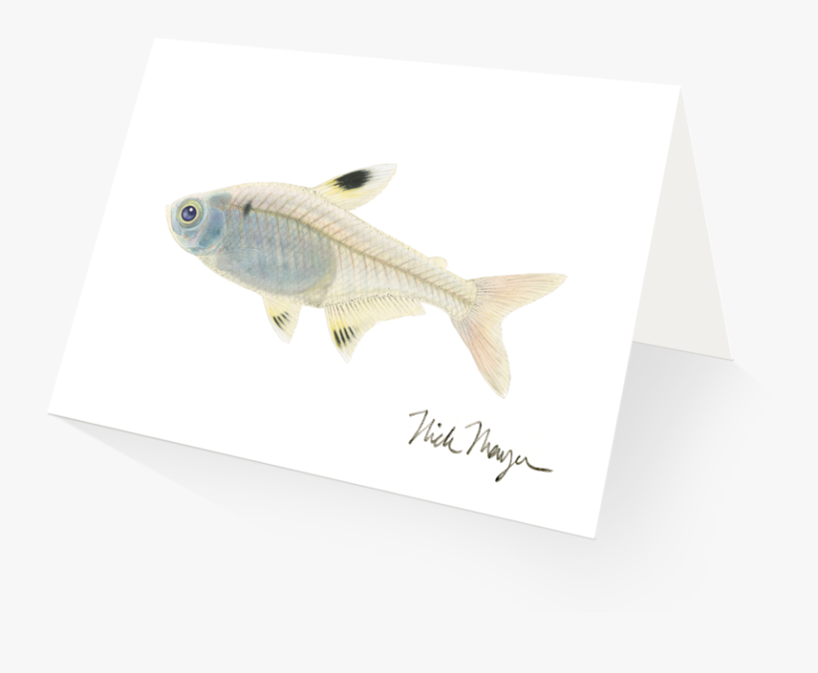 Xray Clipart Fish - Green Bass, Transparent Clipart