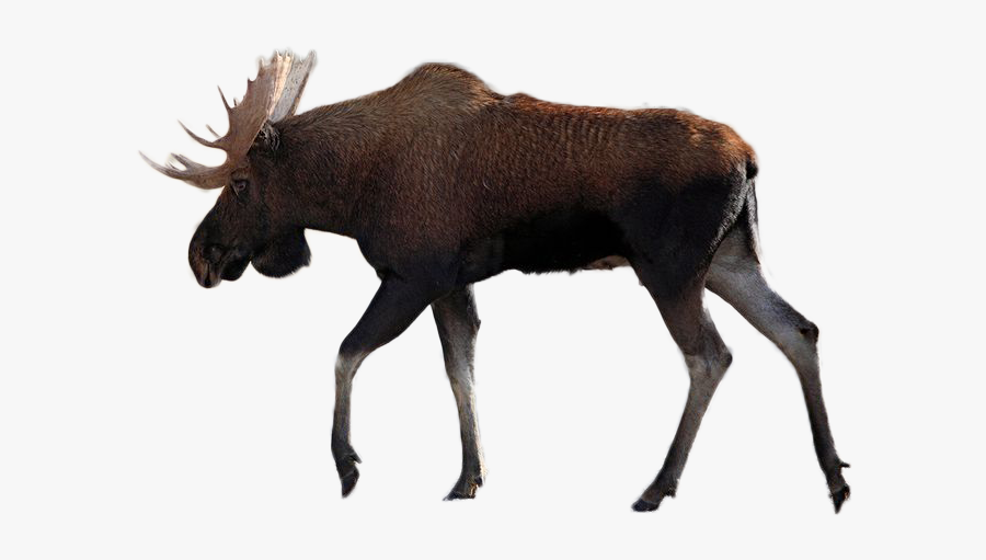 Moose Vector Graphics Illustration Silhouette Image - Moose Silhouette, Transparent Clipart