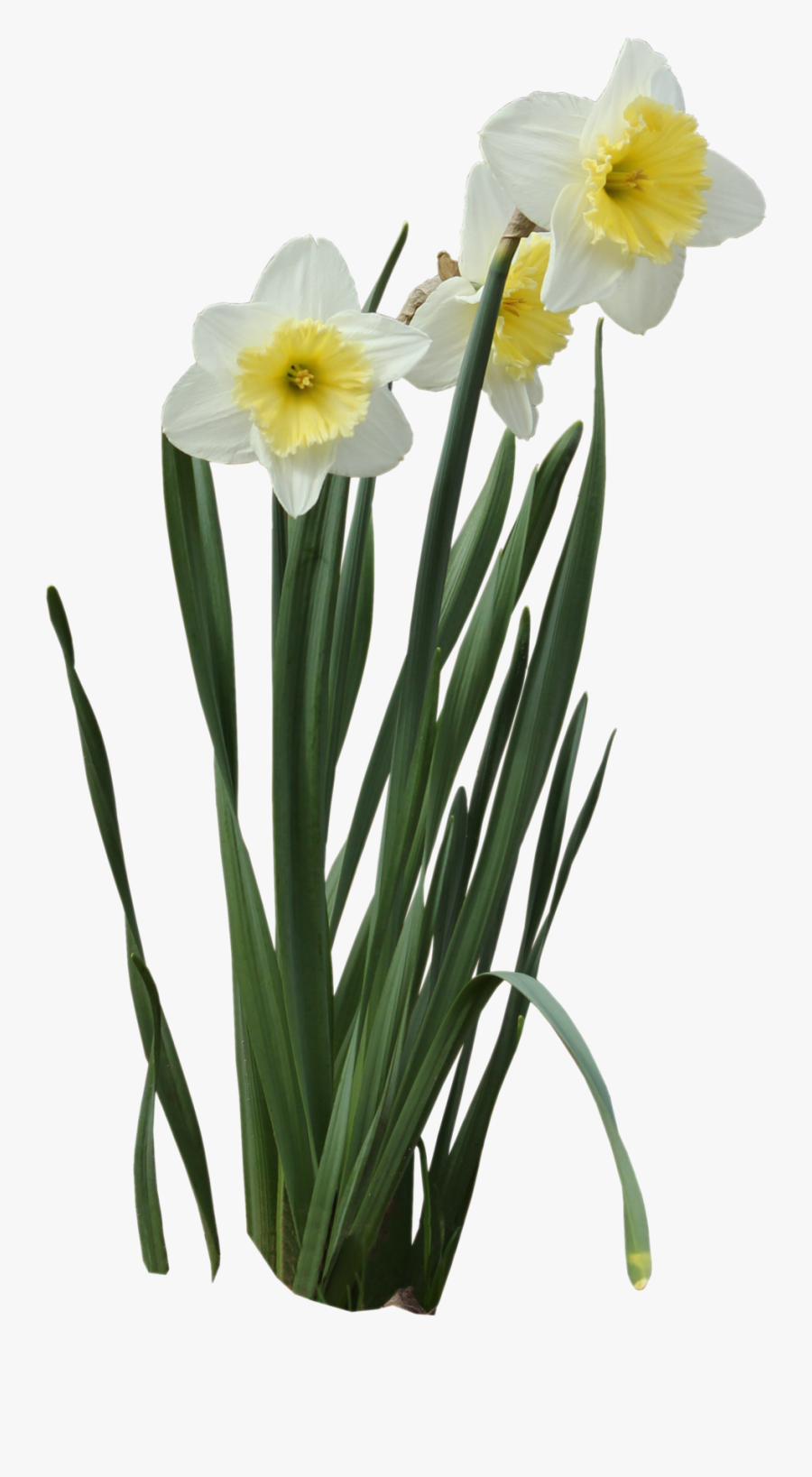 Download-daffodils - Transparent Background Daffodil Png, Transparent Clipart