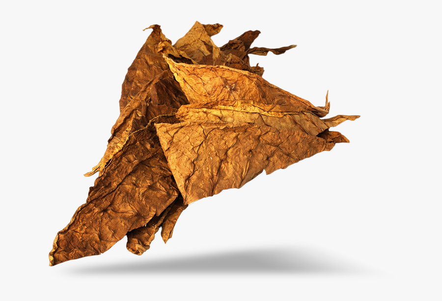 Transparent Tobacco Plant Clipart - Transparent Tobacco Leaf Png, Transparent Clipart