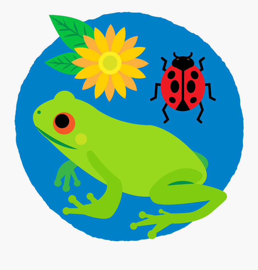 Frog, Ladybug And Flower In A Circle - Biodiversity Images To Draw, Transparent Clipart