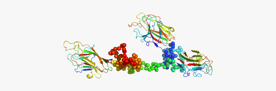 K1k2k3 Adhesin Modules Of Lysine-specific Gingipain - Illustration, Transparent Clipart