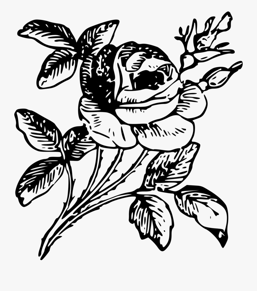 Rose Engraving Etching Flower - Engraving Png, Transparent Clipart