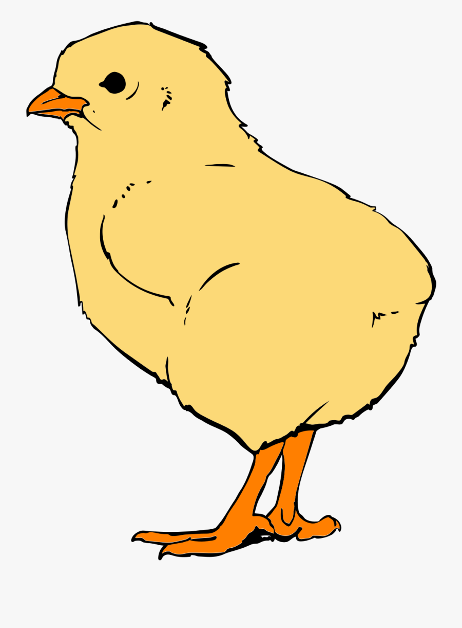 Chicks Are Not For Easter, Transparent Clipart