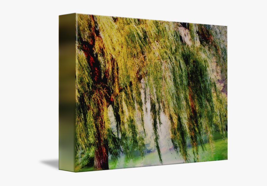 Clip Art Pictures Of Weeping Willow Trees - Acrylic Painting Of Willow Tree, Transparent Clipart