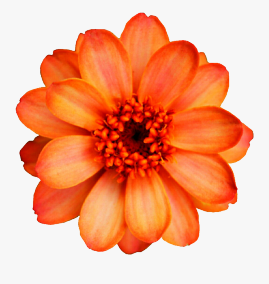 Clip Art Garden Sulfur Cut Clip - Orange Cosmos Flower Png, Transparent Clipart