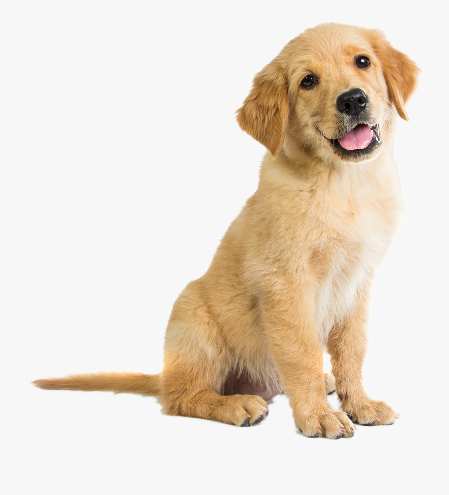Golden Retriever Puppy Clipart, Transparent Clipart