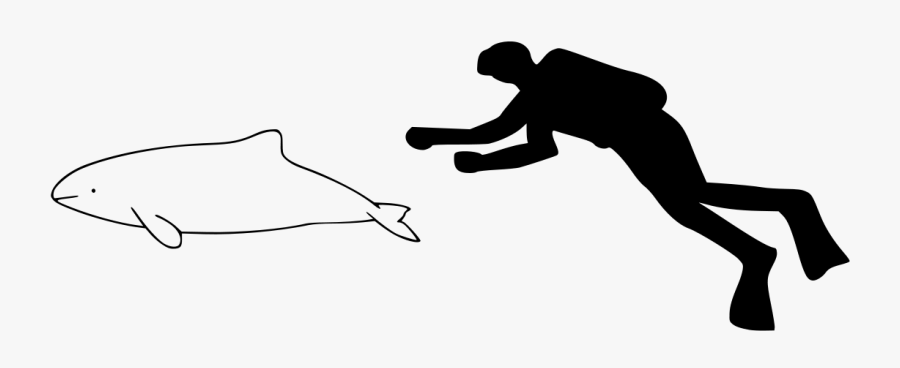 Vaquita Compared To Human, Transparent Clipart