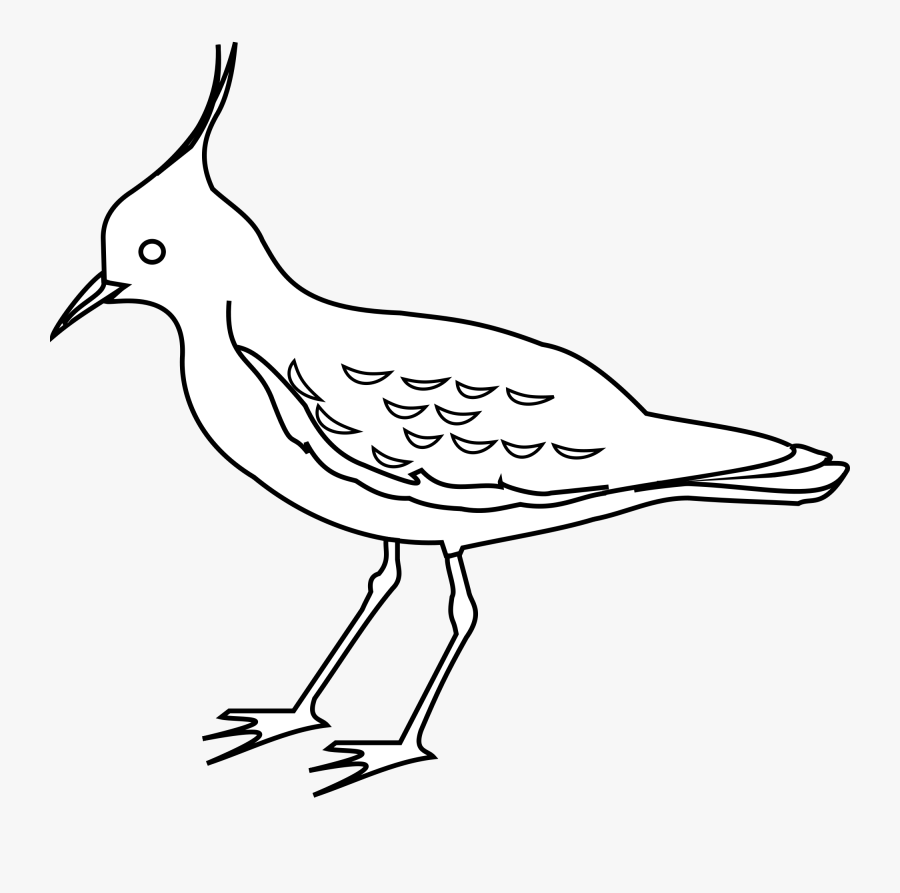 Clipart Birds Outline - Vanneau Huppé Dessin, Transparent Clipart