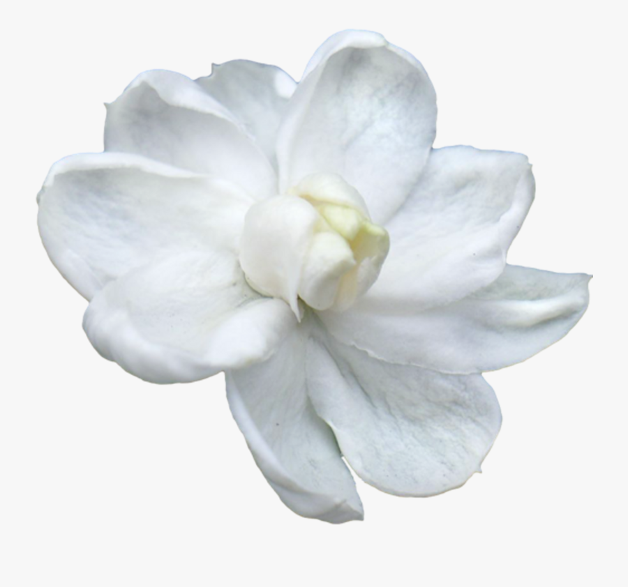 Magnolia Clipart Gardenia Flower - Jasmine By Colin Zhu, Transparent Clipart