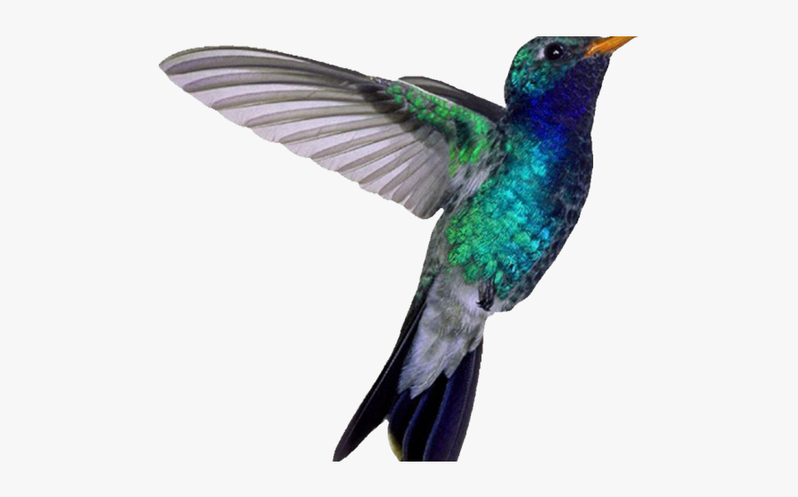 Hummingbirds On White Background, Transparent Clipart