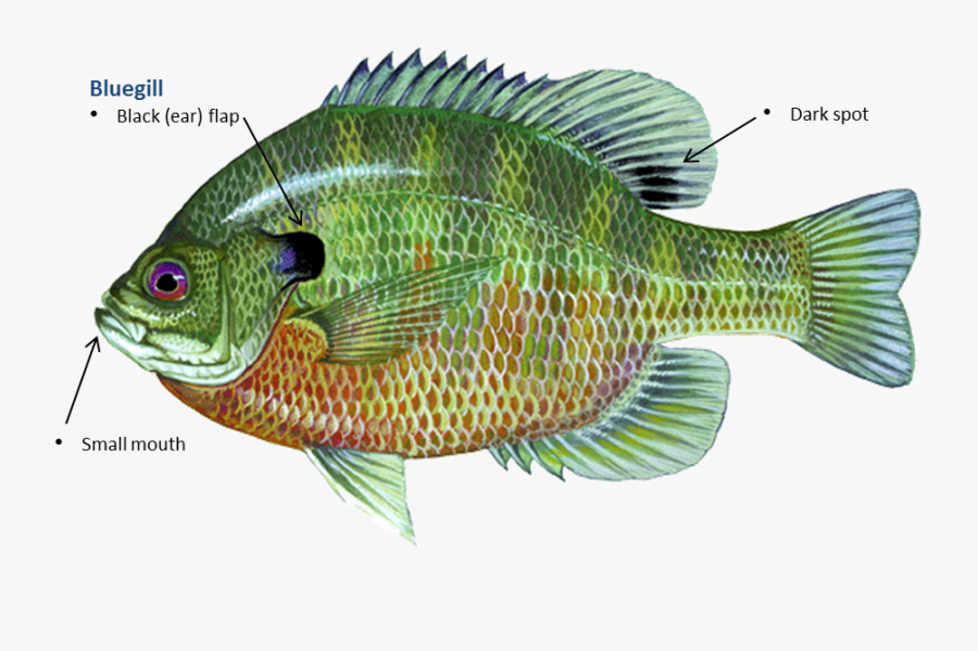 Transparent Small Fish Png - Bluegill Tilapia, Transparent Clipart