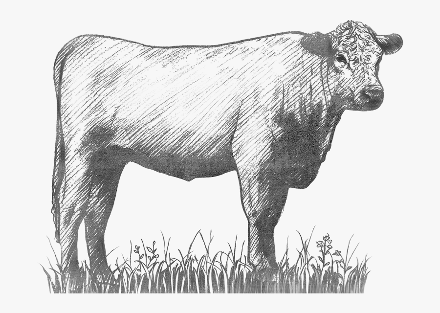 Cow Sketch - Dairy Cow, Transparent Clipart
