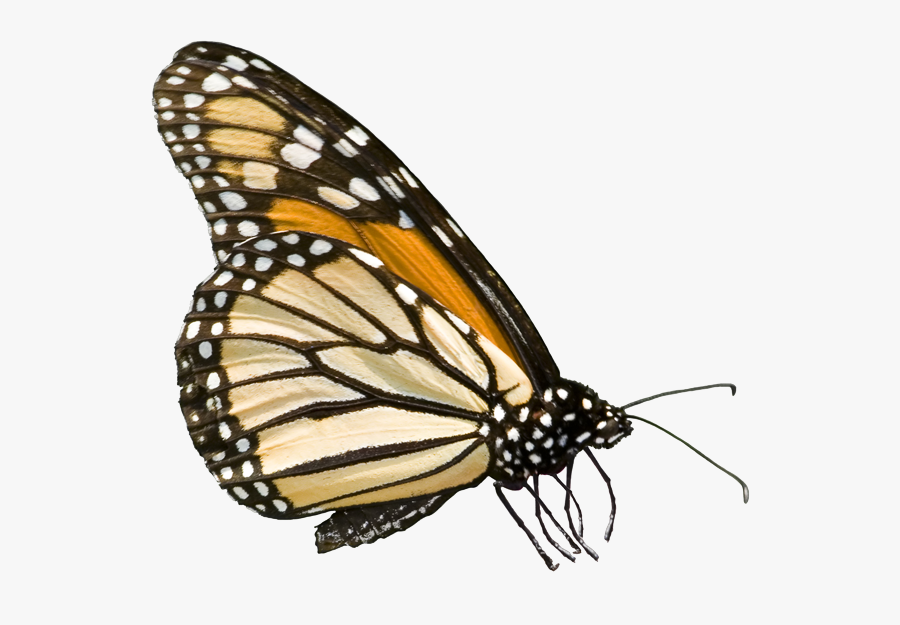 The City Of Selma - Monarch Butterfly Macro, Transparent Clipart